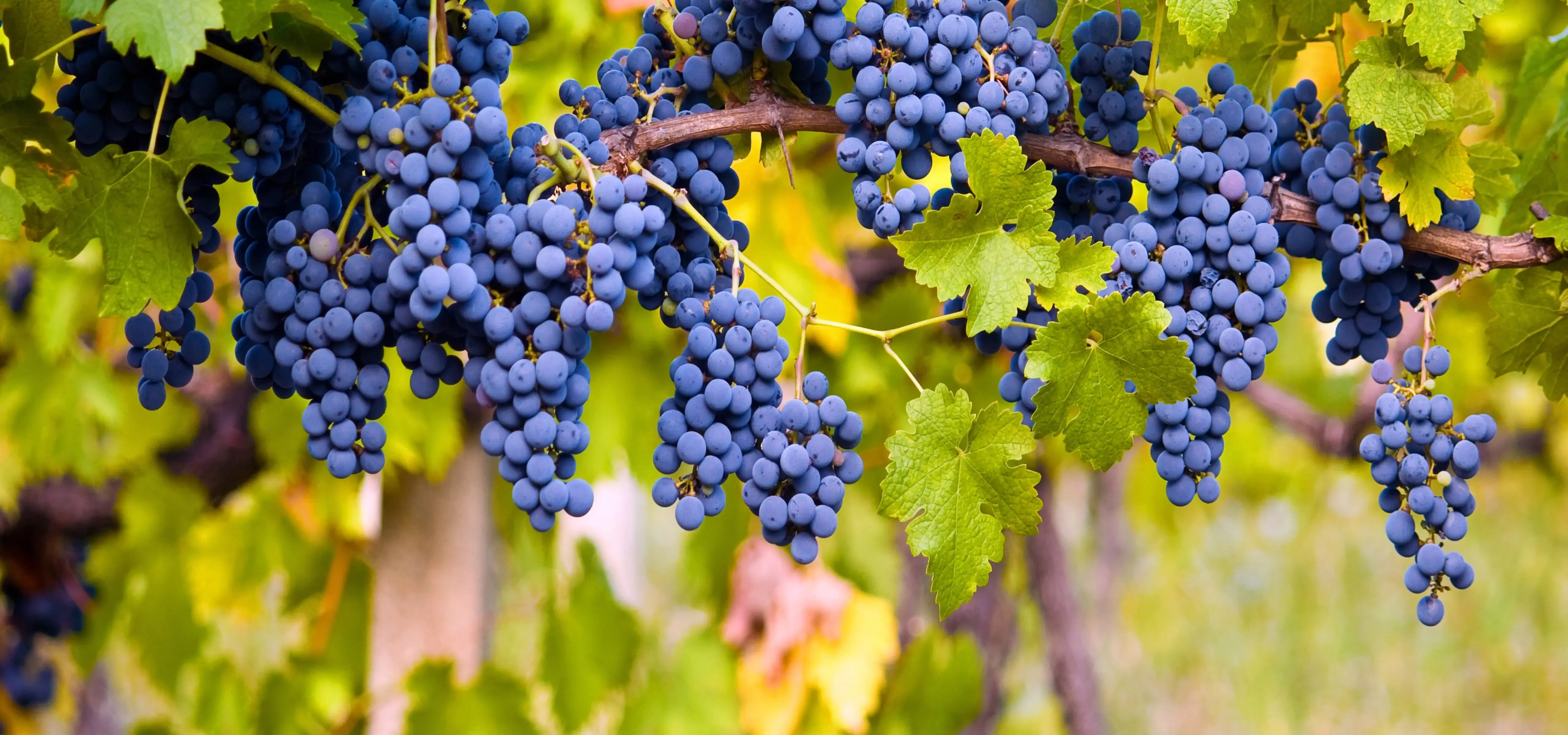 Mobile transformation for a luxury winery