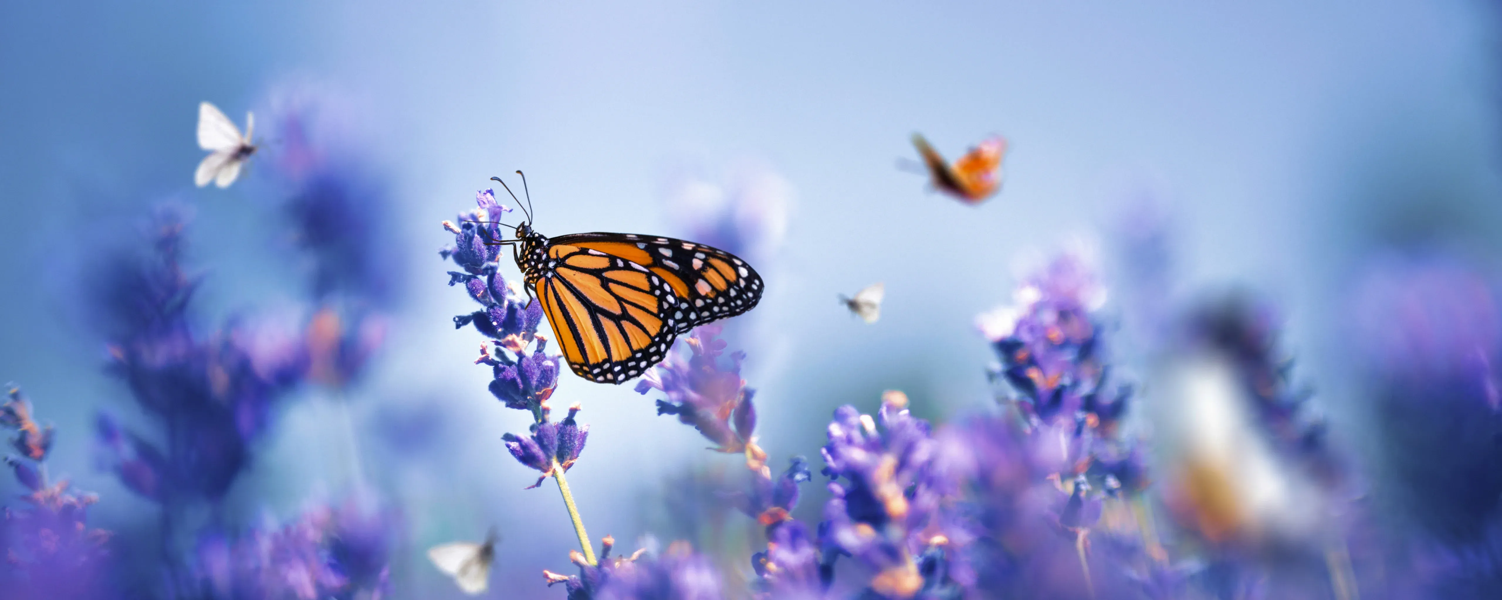 hero background image