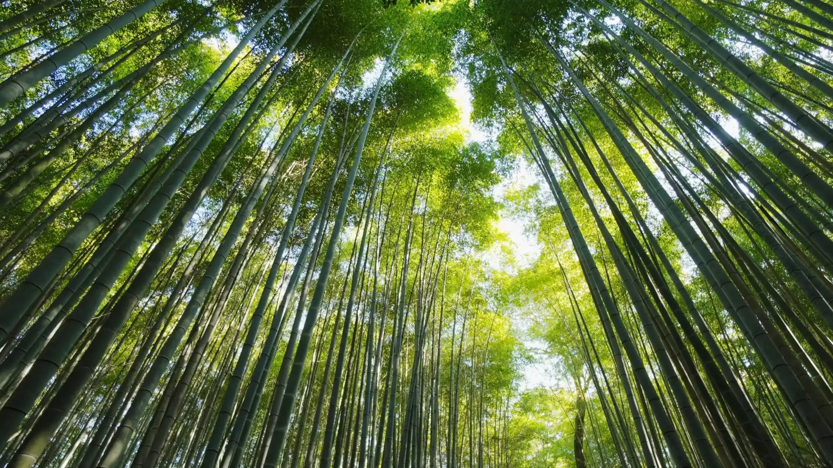 AI consulting for plywood defect detection & grading