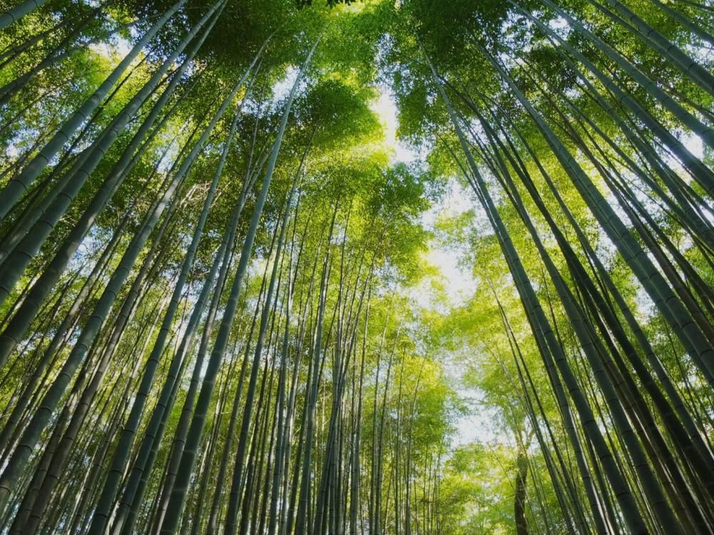 AI consulting for plywood defect detection & grading