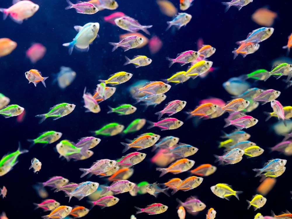 Data migration strategy:
key steps, best practices & benefits