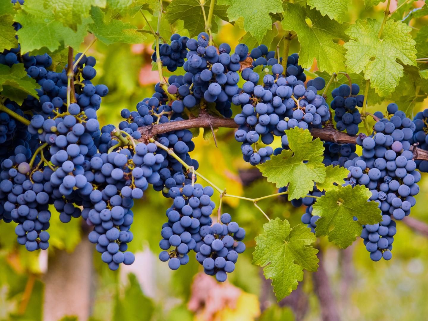 Mobile transformation for a luxury winery