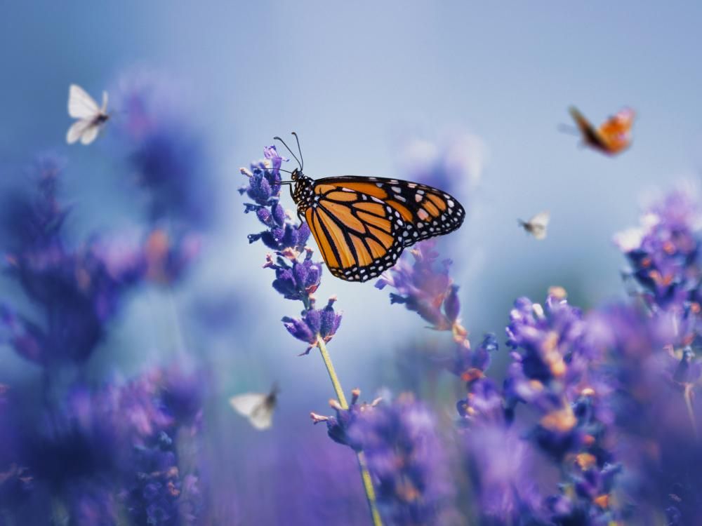 Predictive analytics in marketing:
a technology & market state overview