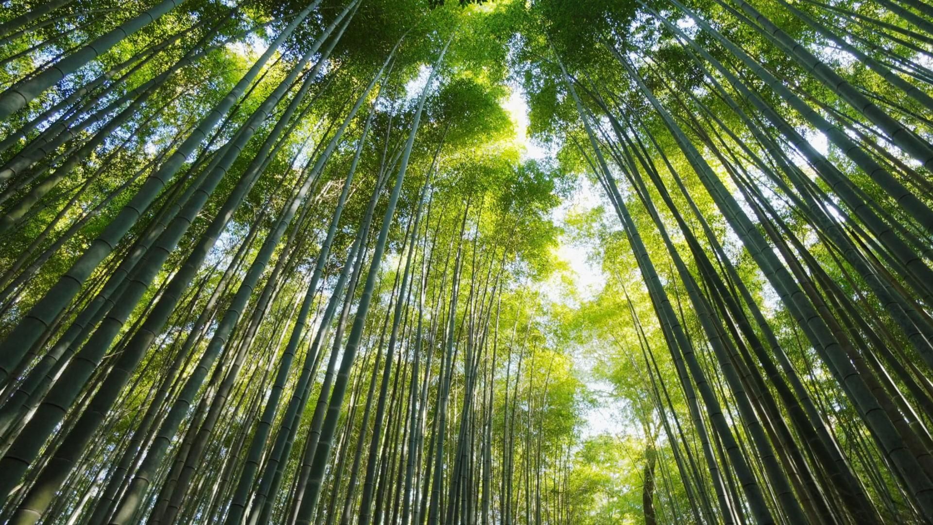 KI-Beratung für die Erkennung und Einstufung von Sperrholzfehlern