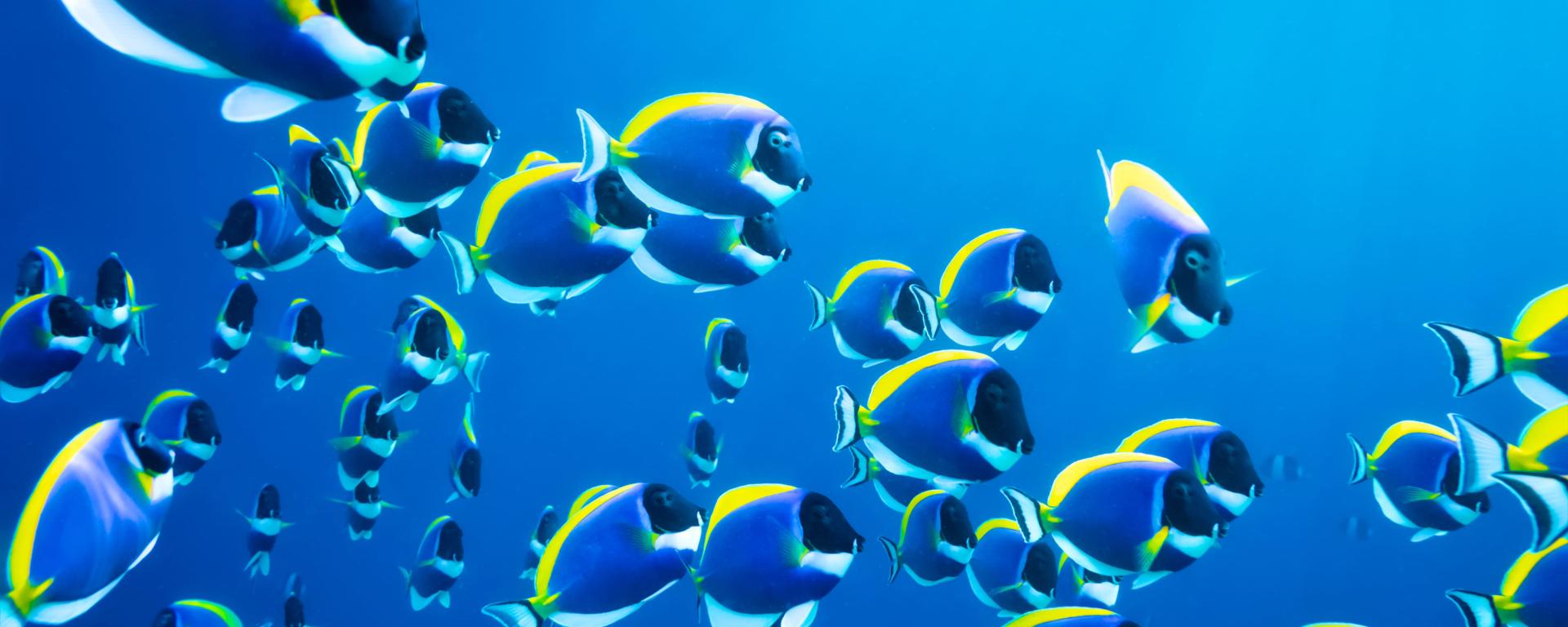 Top 11 Smart Contract Platforms